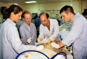 cadaver dissection