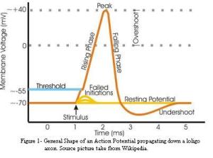 requirements for PA school: action potential