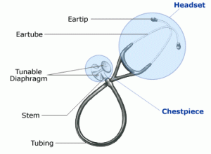 The parts of a stethoscope
