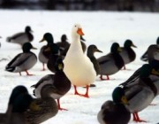 Group Interviews: Steps for Success